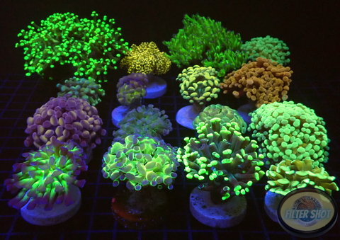 Euphyllia spp. “Xclusive” WYSIWYG