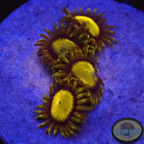 Krustenanemonen „King Midas“
