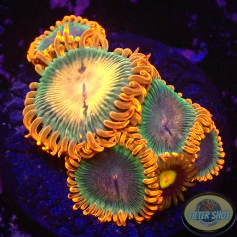 Krustenanemonen „Afro Circus“ WYSIWYG „AD Special“