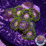 Krustenanemonen „Super Saiyan“