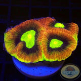 Goniastrea spp. „Dragon Soul“ 🐉 AD Special