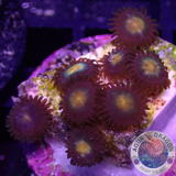 Krustenanemonen „Gorilla Nipple“ 🦍 WYSIWYG