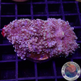 Ricordea yuma „Rainbow Rock“ 🌈 WYSIWYG „AD Special“