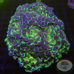 Euphyllia baliensis „Hologramm“ WYSIWYG