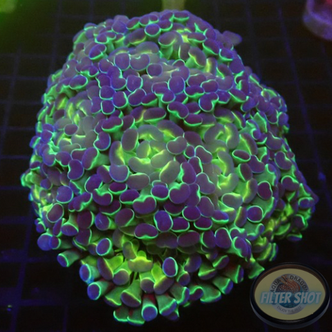 Euphyllia baliensis „Hologramm“ WYSIWYG