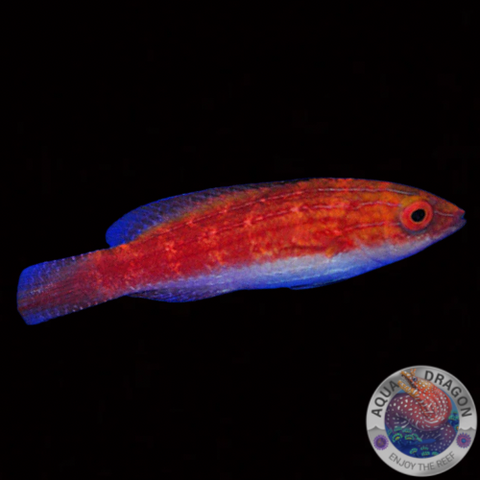 Cirrhilabrus naokoae „Zwerglippfisch“ weiblich