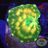 Discosoma spp. „Cat“