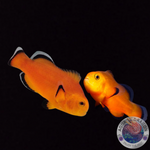 Amphiprion ocellaris "Naked Clownfish“ Nachzucht Paar