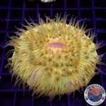 Fungia spp. “Plazma” WYSIWYG