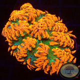Phymanthus crucifer WYSIWYG