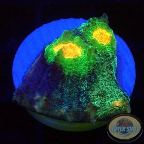 Echinophyllia spp. “After Shock” WYSIWYG