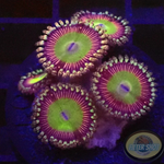 Krustenanemonen „Candy Apple Red“