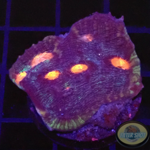 Echinophyllia spp. “Hell’s Eye”