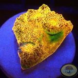 Echinophyllia spp. „Gold Rush“ WYSIWYG „AD Special“