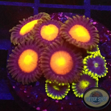 Krustenanemonen „Hawaii Corona“ WYSIWYG