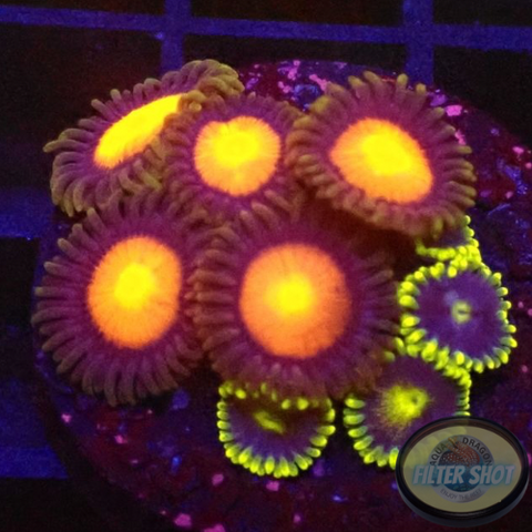 Krustenanemonen „Hawaii Corona“ WYSIWYG