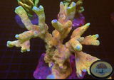 Montipora spp. „Bubble Gum“ WYSIWYG „AD Special“