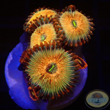 Krustenanemonen „Seduction & Friends“ WYSIWYG „AD Special“