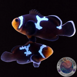 Amphiprion ocellaris „Choco Midnight Lightning“ Paar