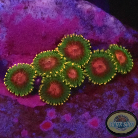 Krustenanemonen “Awesome Blossom” WYSIWYG “AD Special”