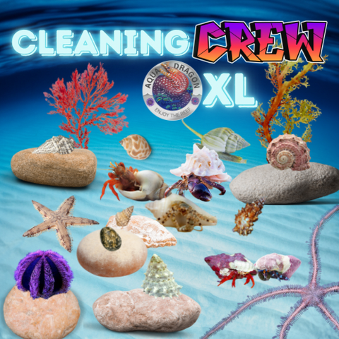Cleaning Crew Box XL