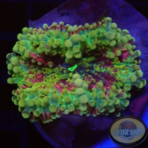 Ricordea yuma „Rainbow“ WYSIWYG „AD Special“