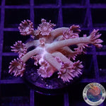 Goniopora spp. „Velvet“
