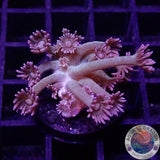 Goniopora spp. „Velvet“