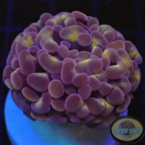 Euphyllia baliensis „Purple Gold“
