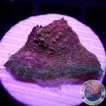 Echinophyllia spp. “Croco” AD Special