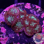 Krustenanemonen “Chemical Romance” WYSIWYG