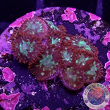 Krustenanemonen “Chemical Romance” WYSIWYG
