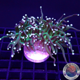 Euphyllia glabrescens „Grinch“