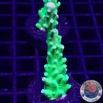 Acropora austera “Radioactive” AD Special