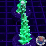 Acropora austera “Radioactive” AD Special