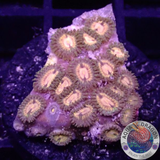 Krustenanemonen „Angelles Rouge“