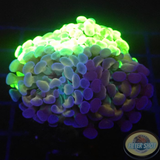 Euphyllia baliensis „Grafted Voodoo“ WYSIWYG „AD Special“