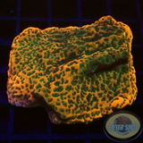 Montipora spp. „Sunset“ AD Special
