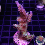 Acropora tenuis „PT“ WYSIWYG
