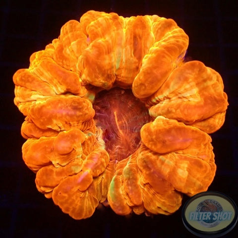 Cynarina lacrymalis “Ultra Donut” WYSIWYG