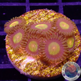 Krustenanemonen „King Midas“