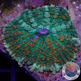 Rhodactis spp. „Flamenco“ WYSIWYG „AD Special“