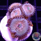 Krustenanemonen „Seduction & Friends“ WYSIWYG „AD Special“