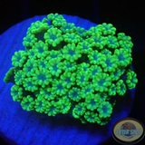 Alveopora minuta „Baby Flower“