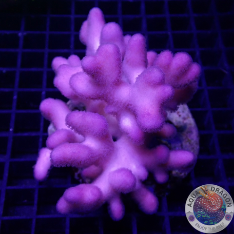 Stylophora pistillata „Pink Tonga“ WYSIWYG „AD Special“