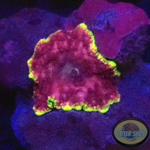 Discosoma spp. „Hells Angel“