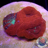 Homophyllia bowerbanki „Warpaint“ WYSIWYG