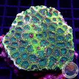 Favia spp. „Lime“ WYSIWYG