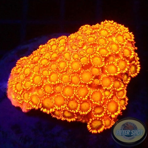 Goniopora spp. „Flame“ 🔥 WYSIWYG