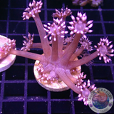 Goniopora spp. „Twisted Metal“